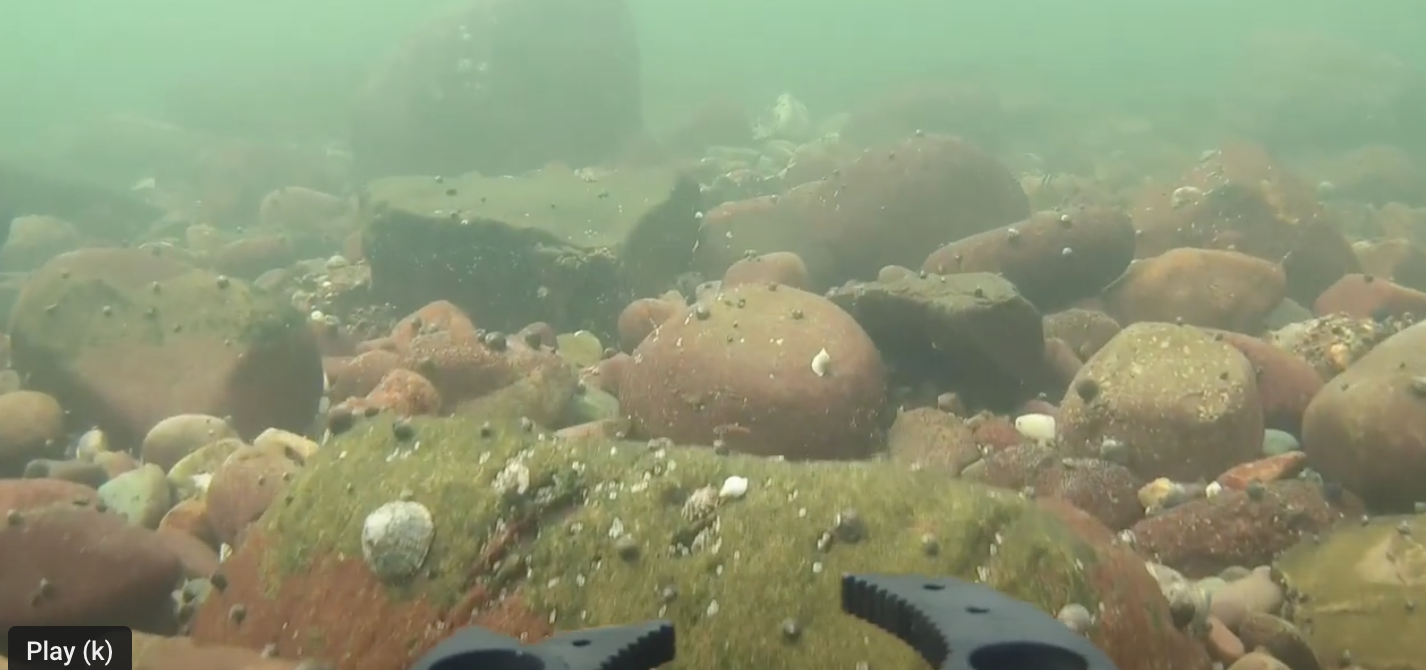 A robot dive at Portencross